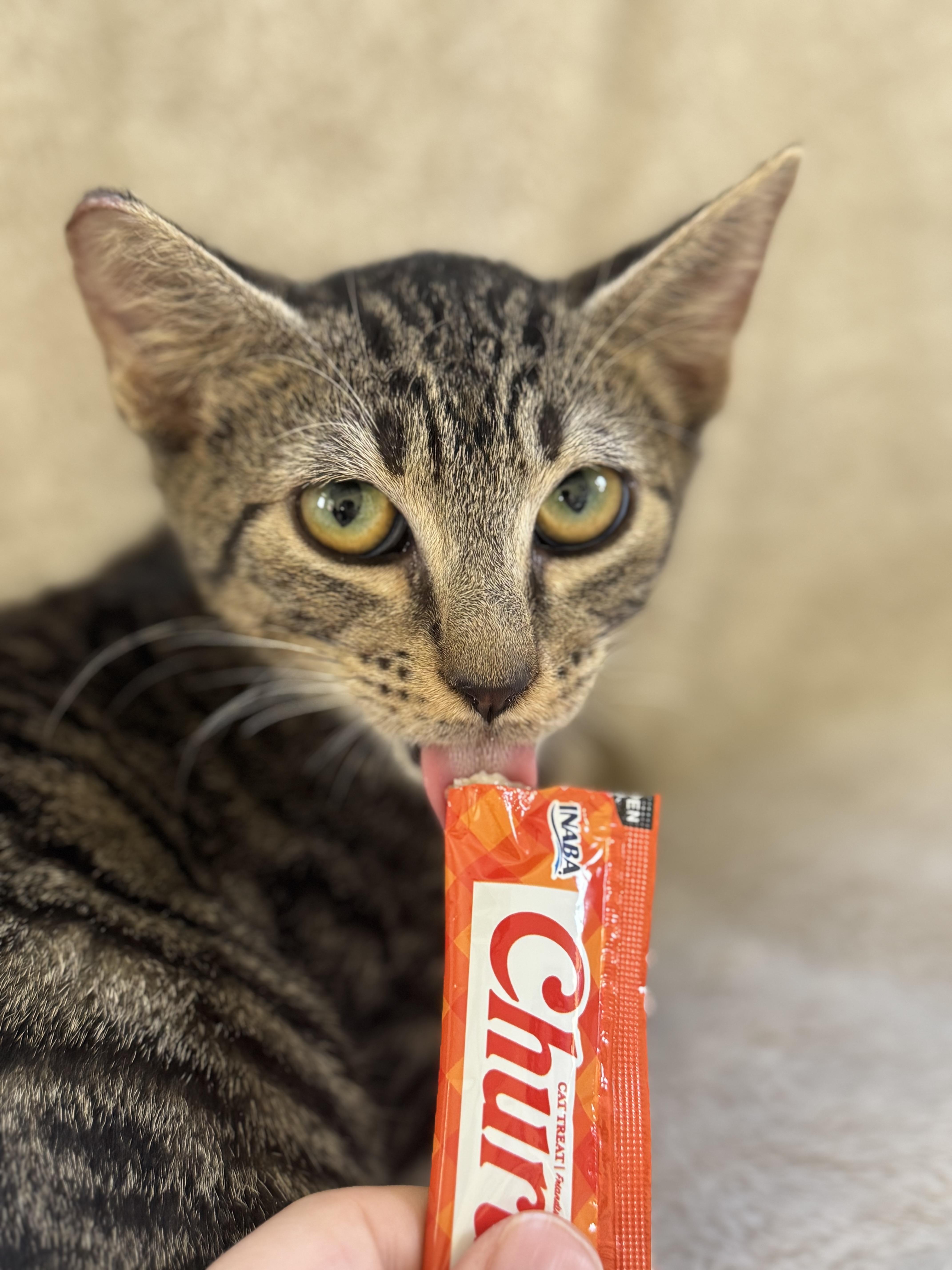 Enlarge Valvoline, an adopted Domestic Short Hair in New Orleans, LA image 3/6