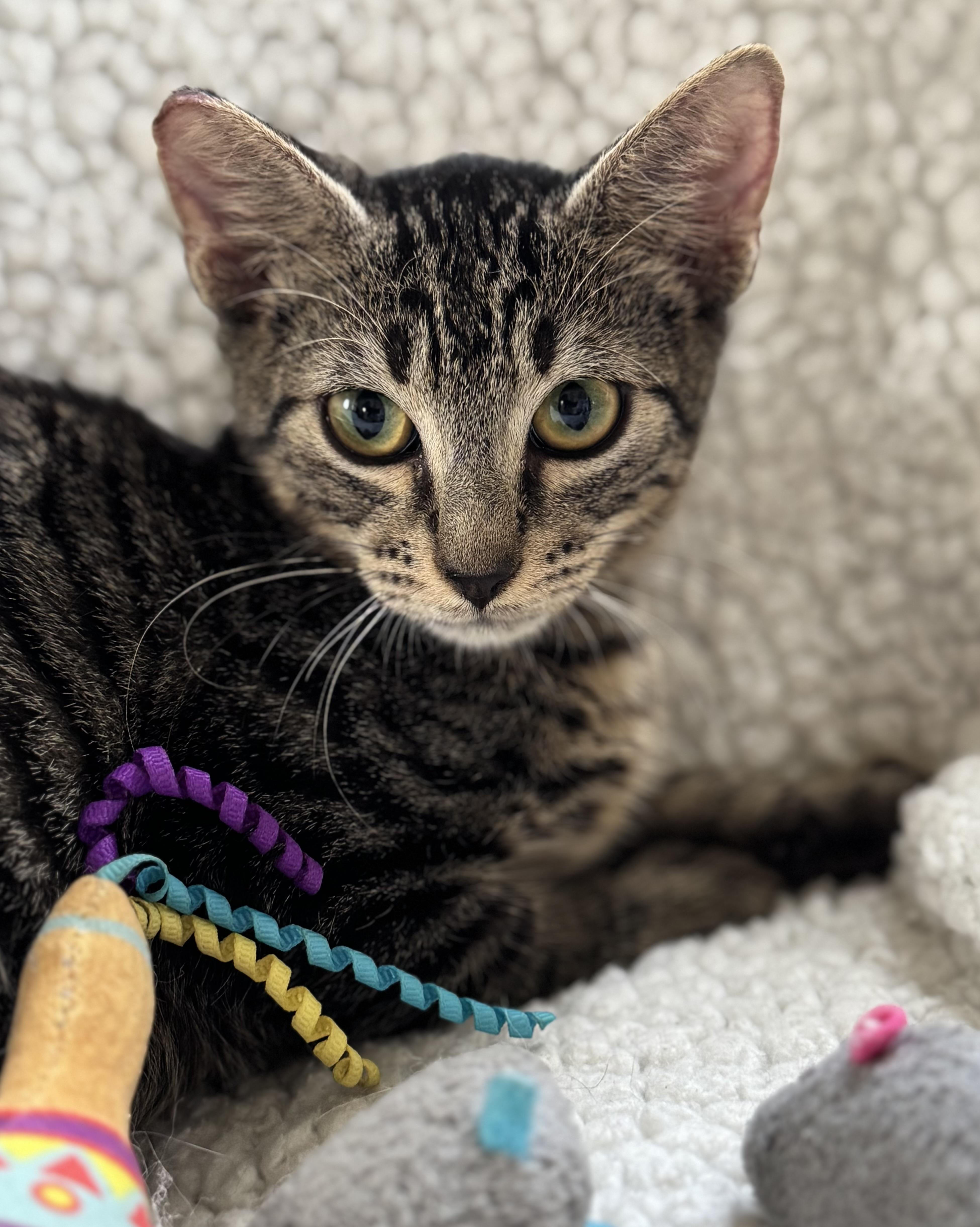 Enlarge Valvoline, an adopted Domestic Short Hair in New Orleans, LA image 5/6