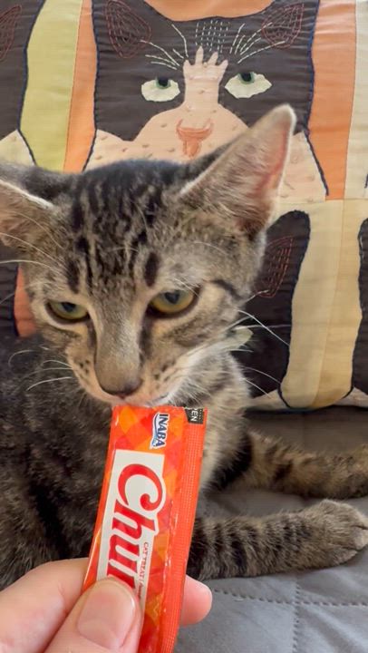 Enlarge Valvoline, an adopted Domestic Short Hair in New Orleans, LA video 6/6