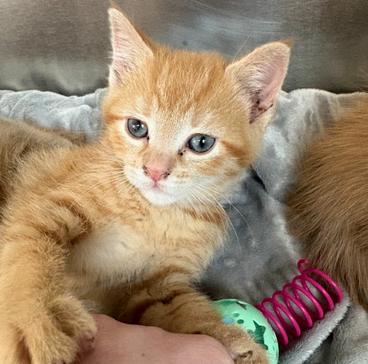 Demeter, ADOPTABLE, Young Female Domestic Short Hair.