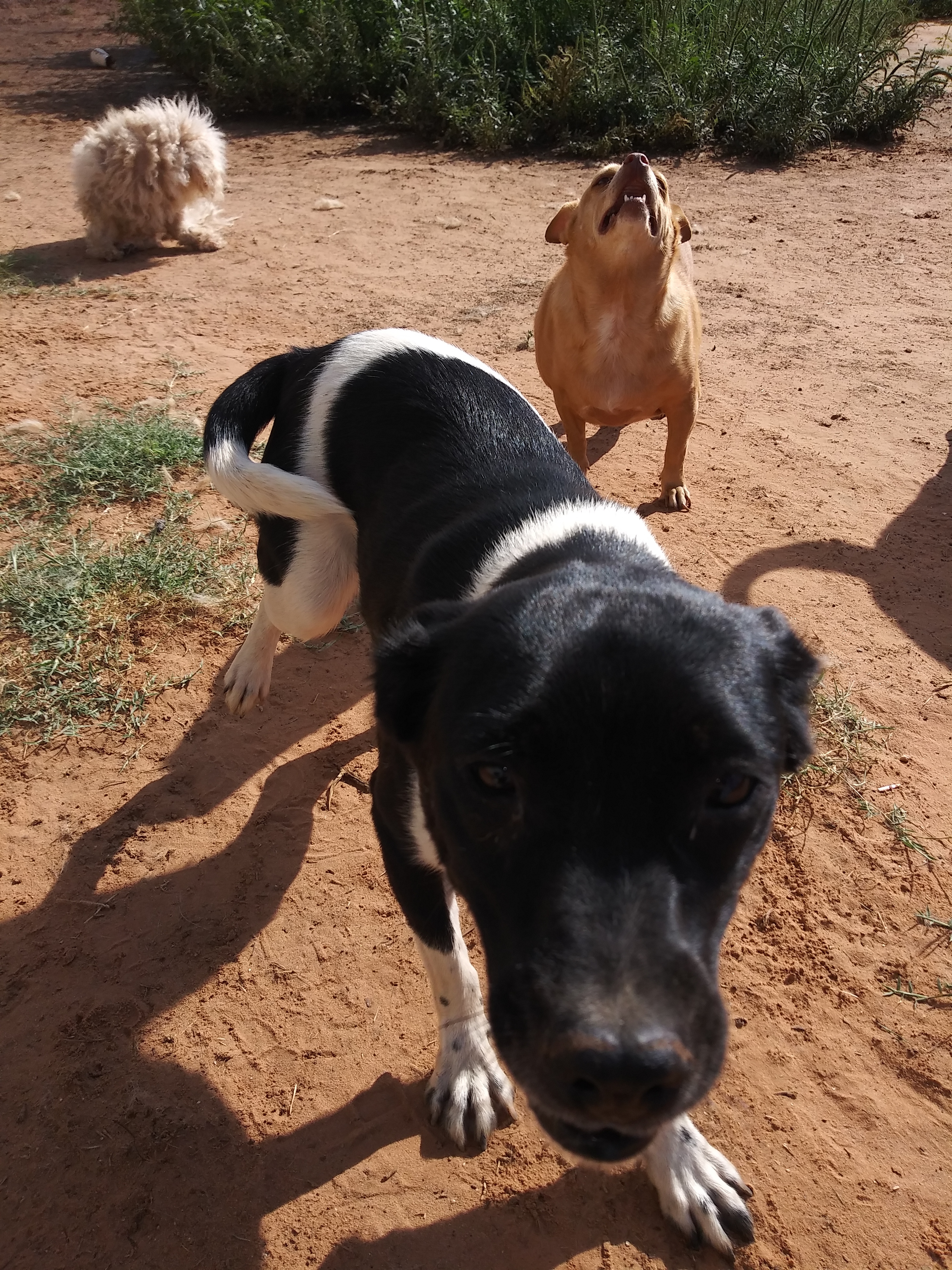 Stella — thumbnail 2