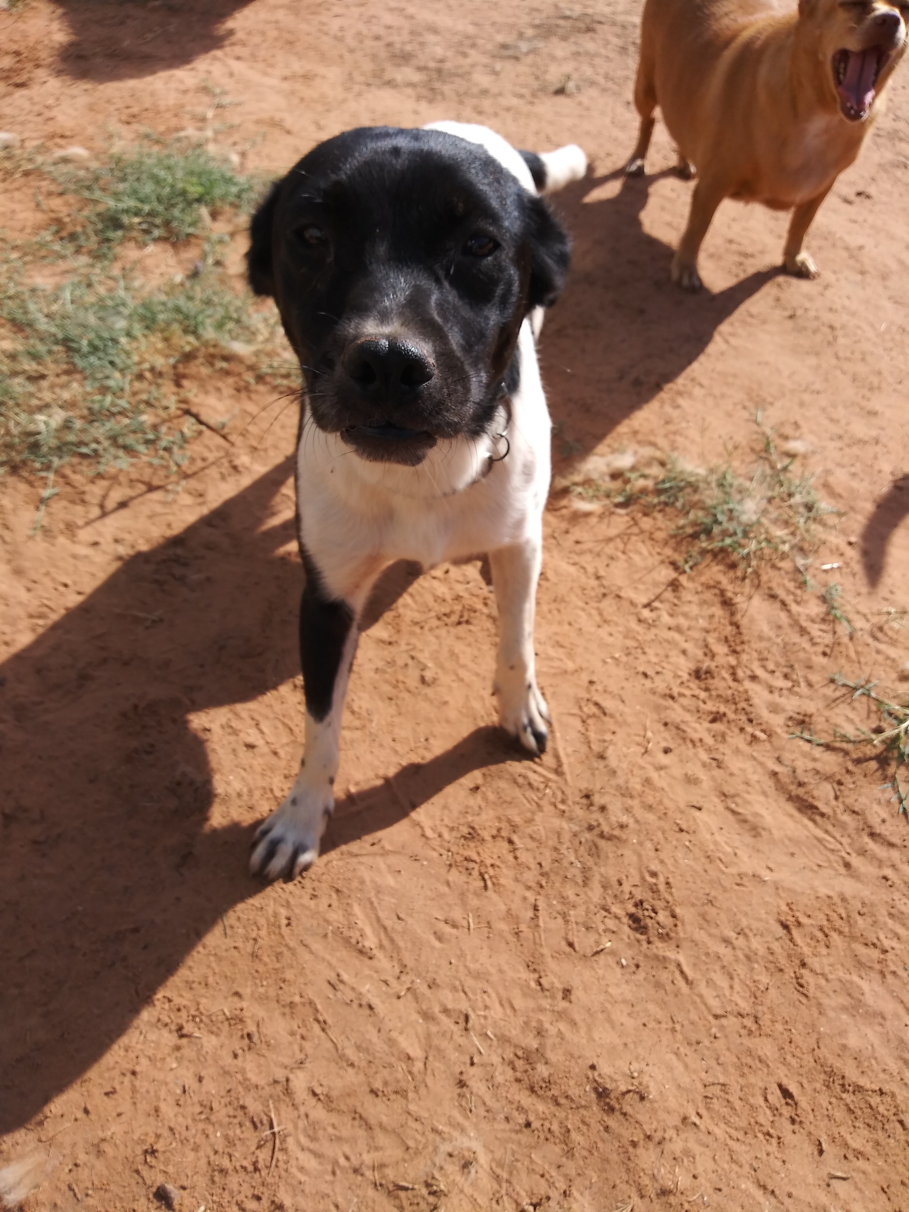 Stella — thumbnail 3