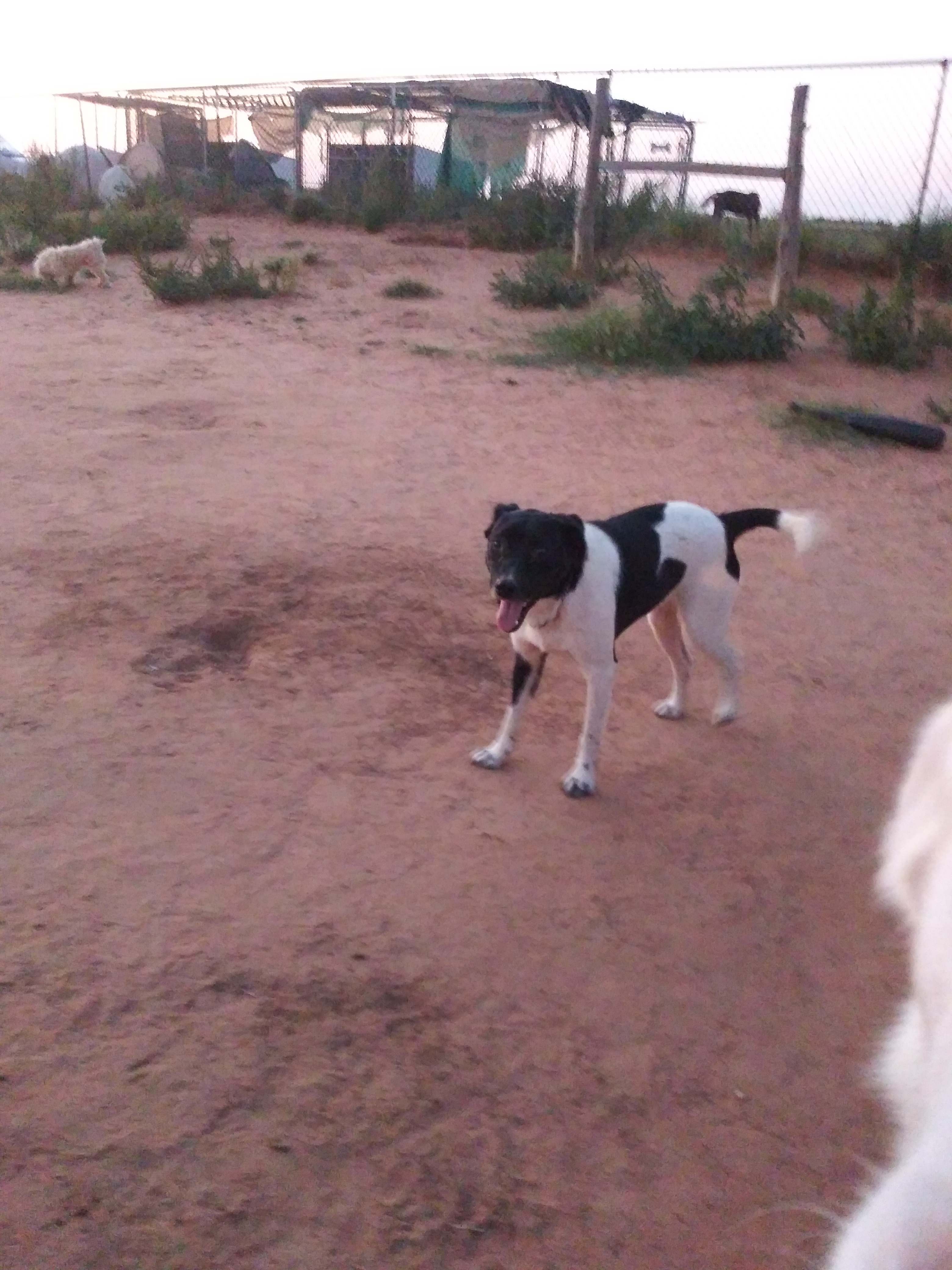 Stella — thumbnail 4