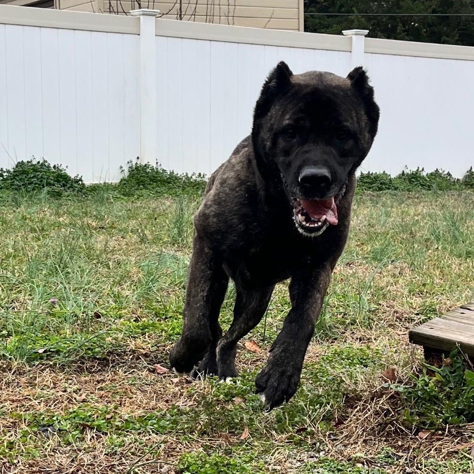 Enlarge Cooper, an adoptable Cane Corso in Lancaster, SC image 1/1