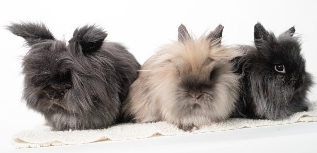 Enlarge Mrs. Fields / Fortune / Keebler, a Adoptable Lionhead in San Francisco, CA image 1/6