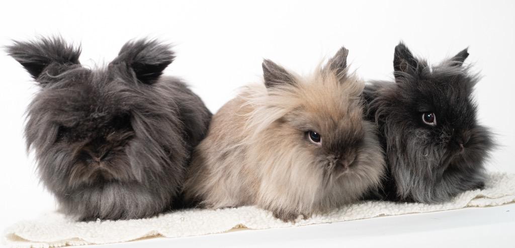 Enlarge Mrs. Fields / Fortune / Keebler, a Adoptable Lionhead in San Francisco, CA image 2/6