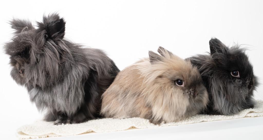 Enlarge Mrs. Fields / Fortune / Keebler, a Adoptable Lionhead in San Francisco, CA image 3/6