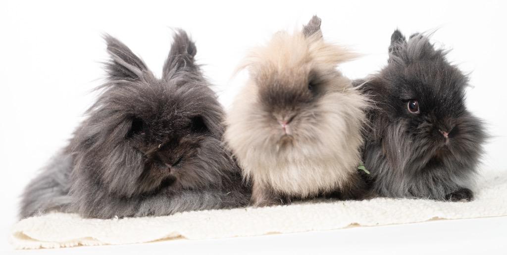 Enlarge Mrs. Fields / Fortune / Keebler, a Adoptable Lionhead in San Francisco, CA image 2/6