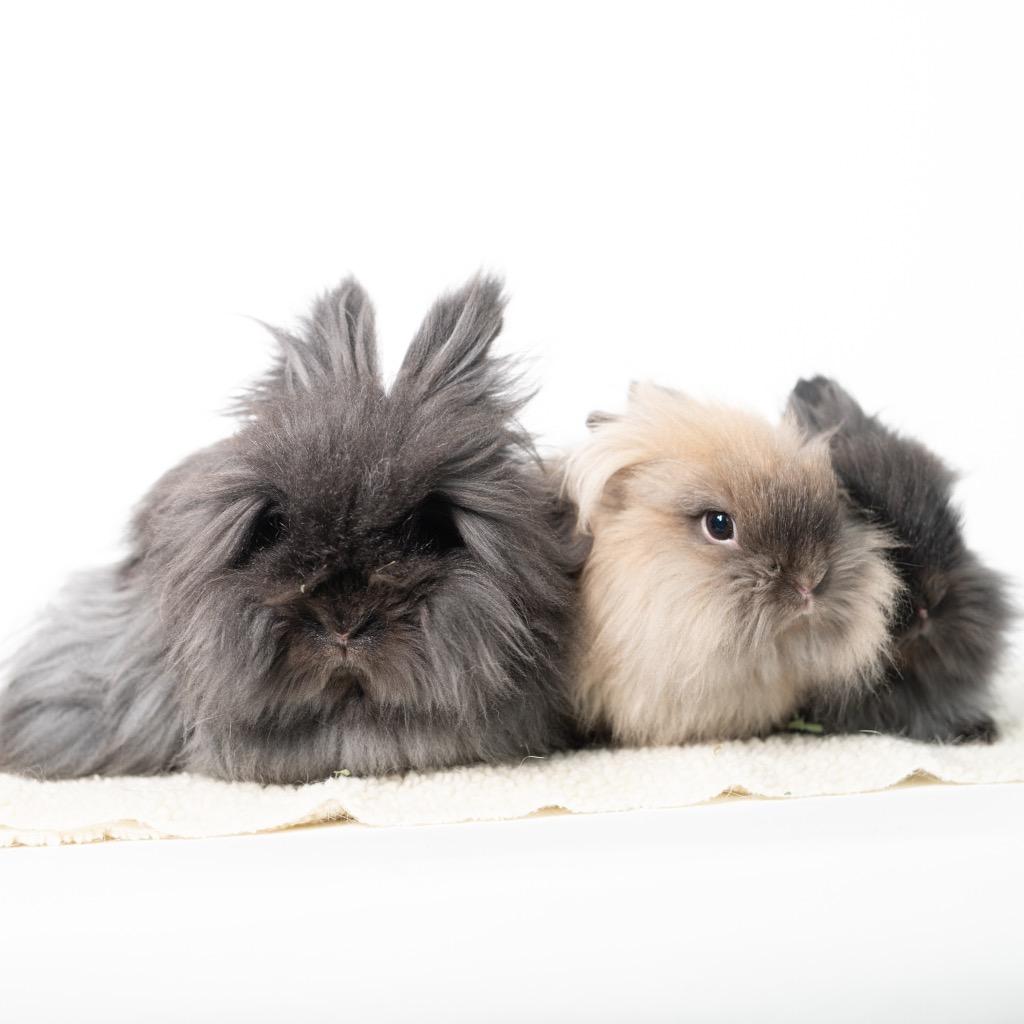 Enlarge Mrs. Fields / Fortune / Keebler, a Adoptable Lionhead in San Francisco, CA image 3/6