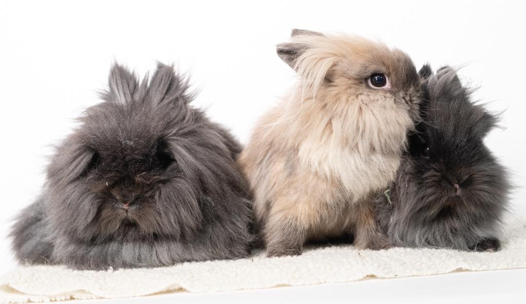 Enlarge Mrs. Fields / Fortune / Keebler, a Adoptable Lionhead in San Francisco, CA image 6/6