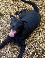 Enlarge Toody, a ADOPTABLE mixed breed in Glasgow, KY image 1/2