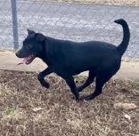 Enlarge Toody, a ADOPTABLE mixed breed in Glasgow, KY image 2/2