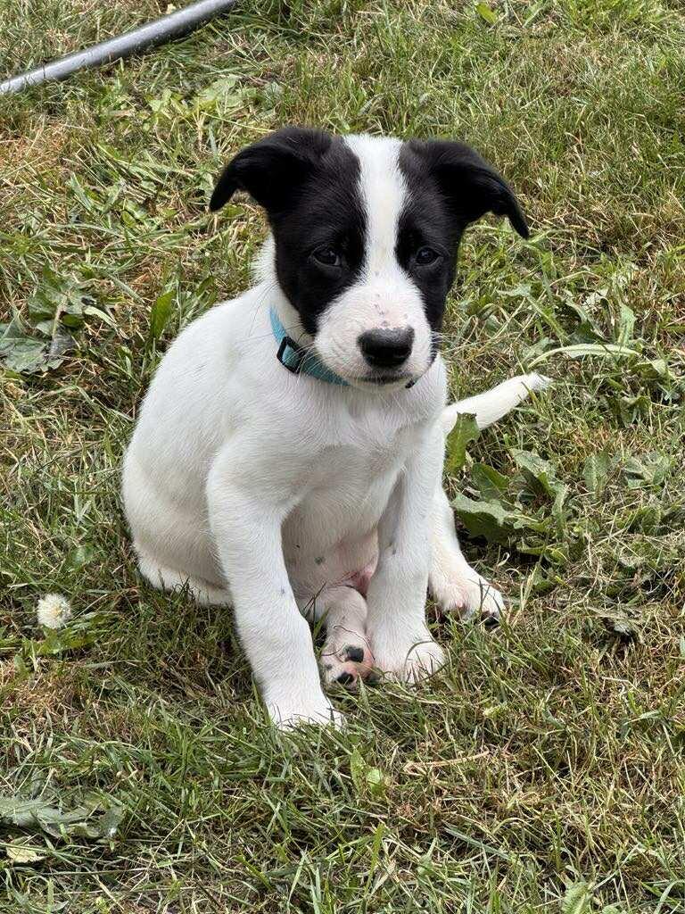 Hatch, an adoptable Staffordshire Bull Terrier in Abbotsford, BC, V3G 2L5 | Photo Image 1