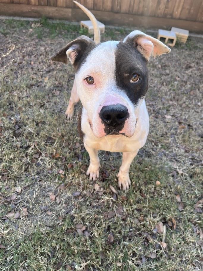 Pups* A207845, a ADOPTABLE mixed breed in Plano, TX image 1/6