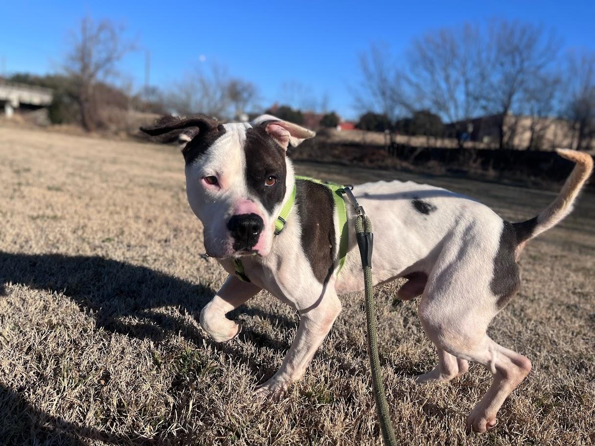 Pups* A207845, a ADOPTABLE mixed breed in Plano, TX image 6/6