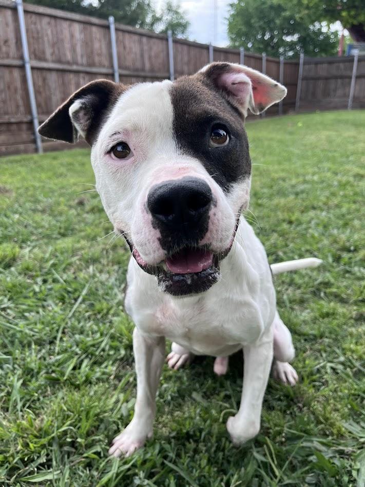 Enlarge Pups* A207845, a ADOPTABLE mixed breed in Plano, TX image 2/6