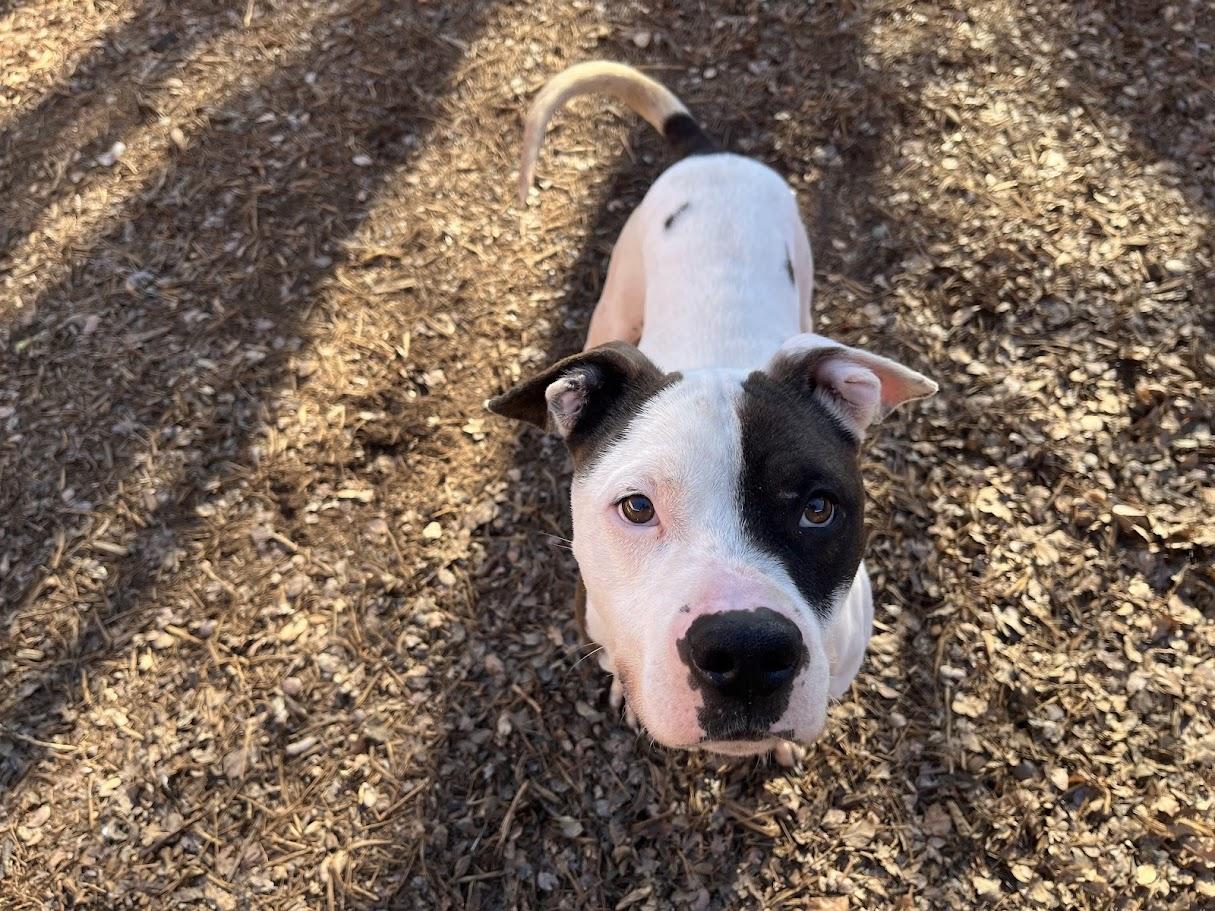 Pups* A207845, a ADOPTABLE mixed breed in Plano, TX image 4/6