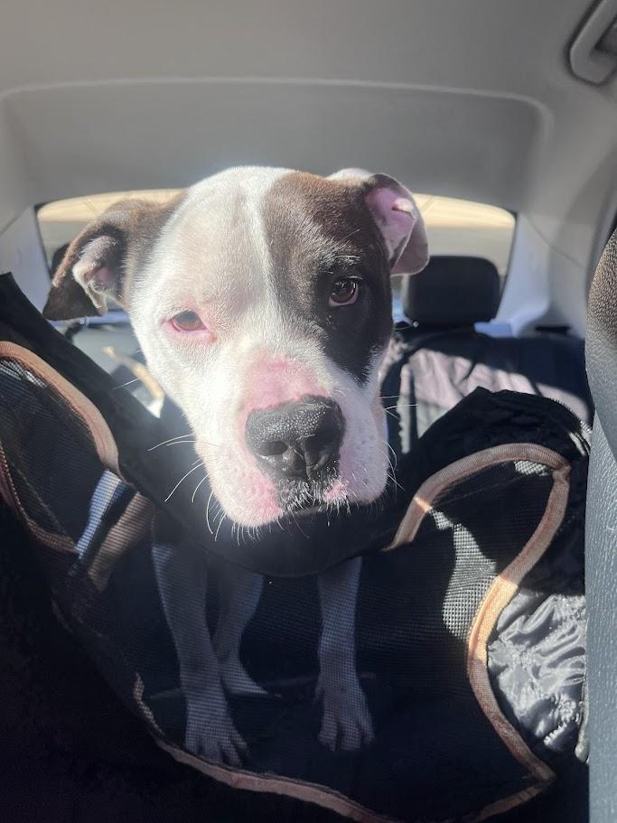 Pups* A207845, a ADOPTABLE mixed breed in Plano, TX image 2/6