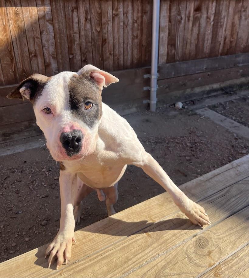 Pups* A207845, a ADOPTABLE mixed breed in Plano, TX image 5/6