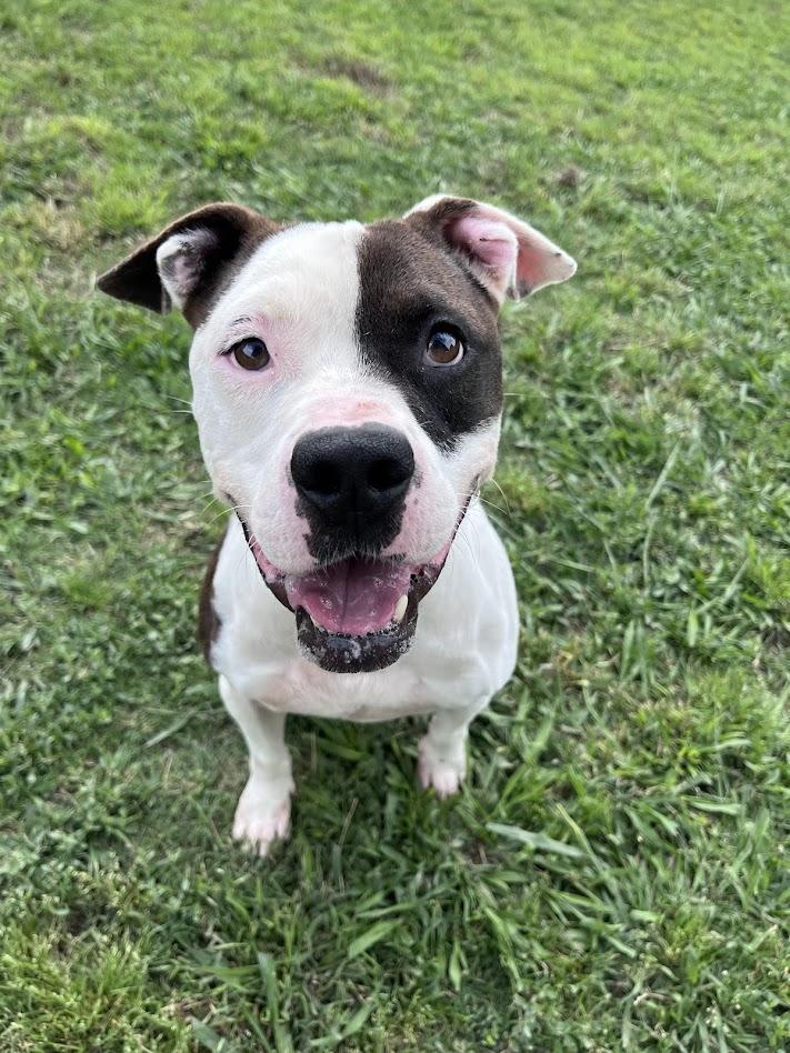 Pups* A207845, ADOPTABLE, Adult Male Pit Bull Terrier.