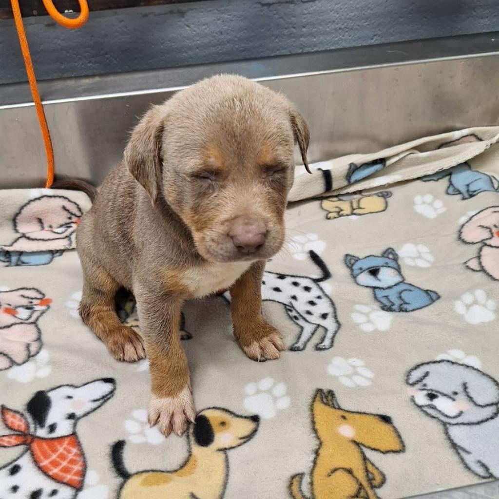 Enlarge Tobias, a Adoptable Mixed Breed in Duncan, OK image 2/2