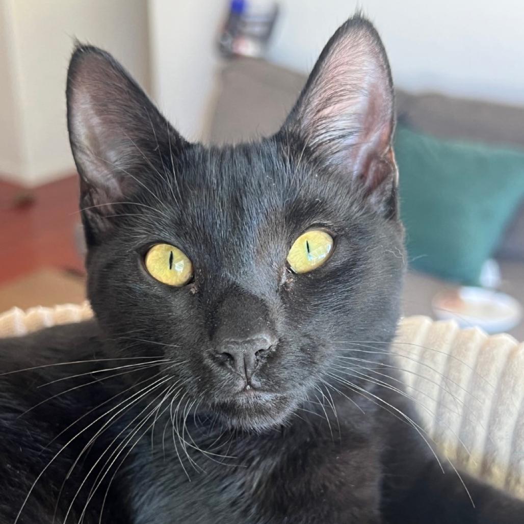 Kona, Adoptable, Kitten Female Domestic Short Hair.