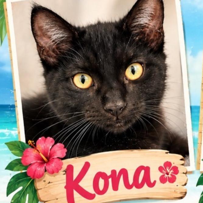 Enlarge Kona, a Adoptable Domestic Short Hair in Westminster, CA image 2/3
