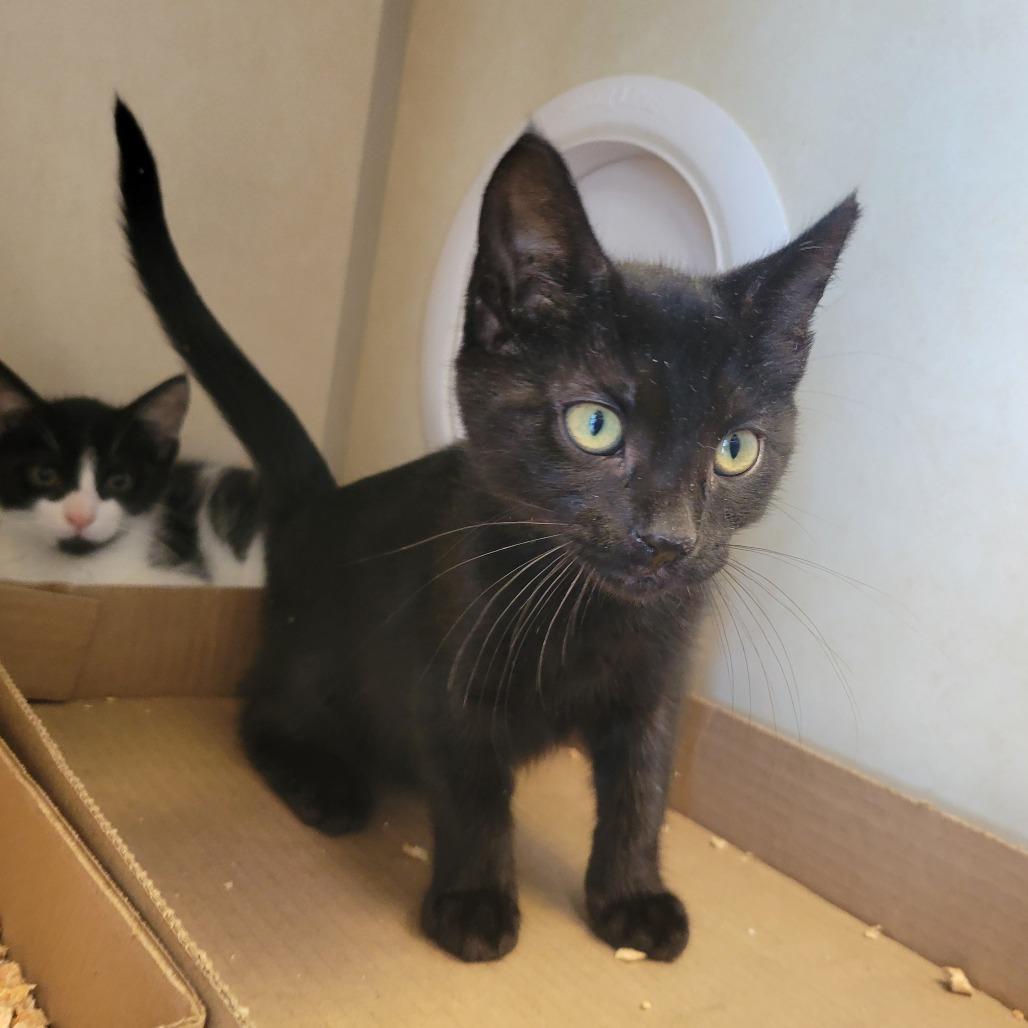 Enlarge Kona, a Adoptable Domestic Short Hair in Westminster, CA image 3/3