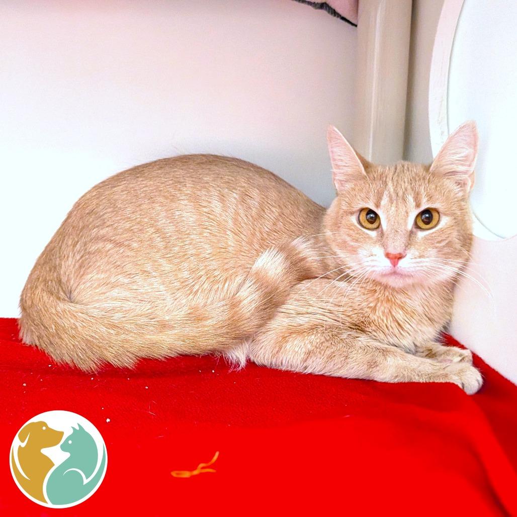 Enlarge Baby, a Adoptable American Shorthair in Toledo, OH image 1/1