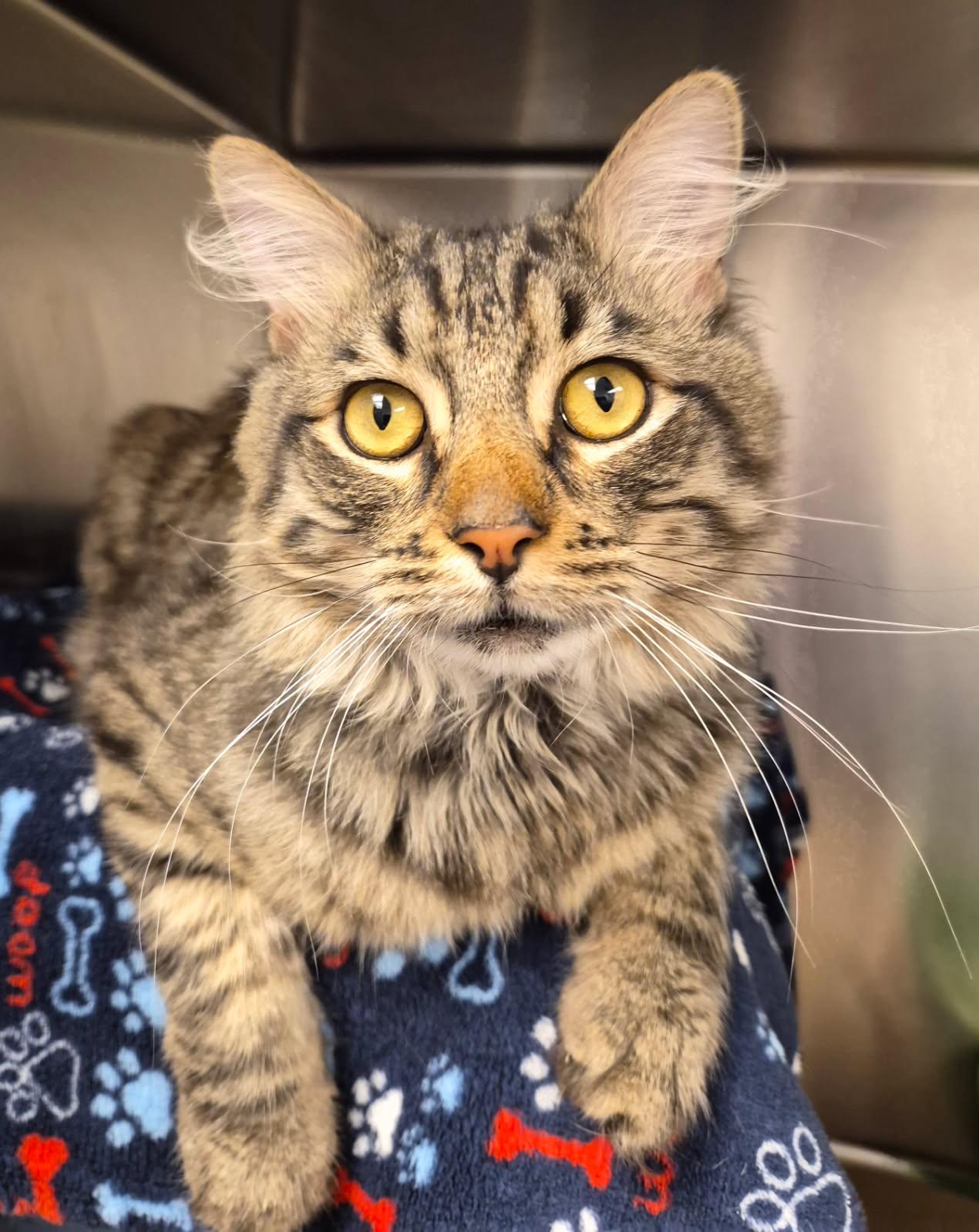 PEPPER, Adoptable, Young Male Domestic Medium Hair.