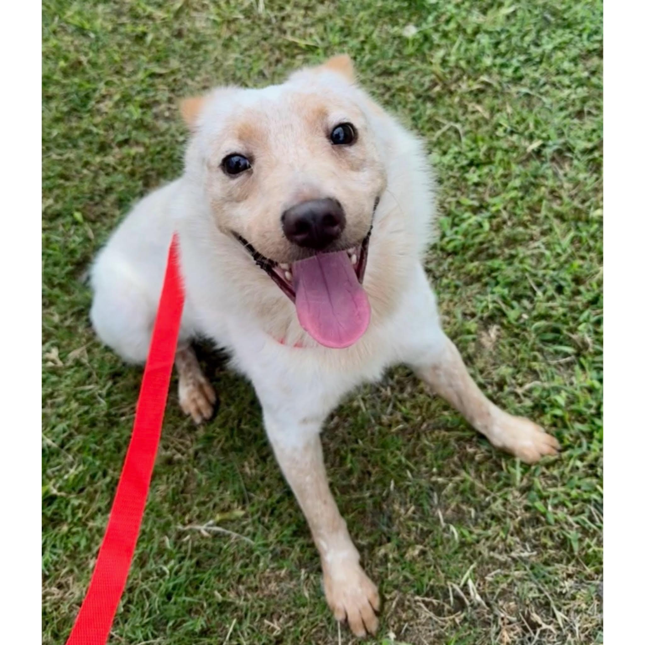 Enlarge Lucas, a ADOPTABLE mixed breed in Boulder, CO image 1/3