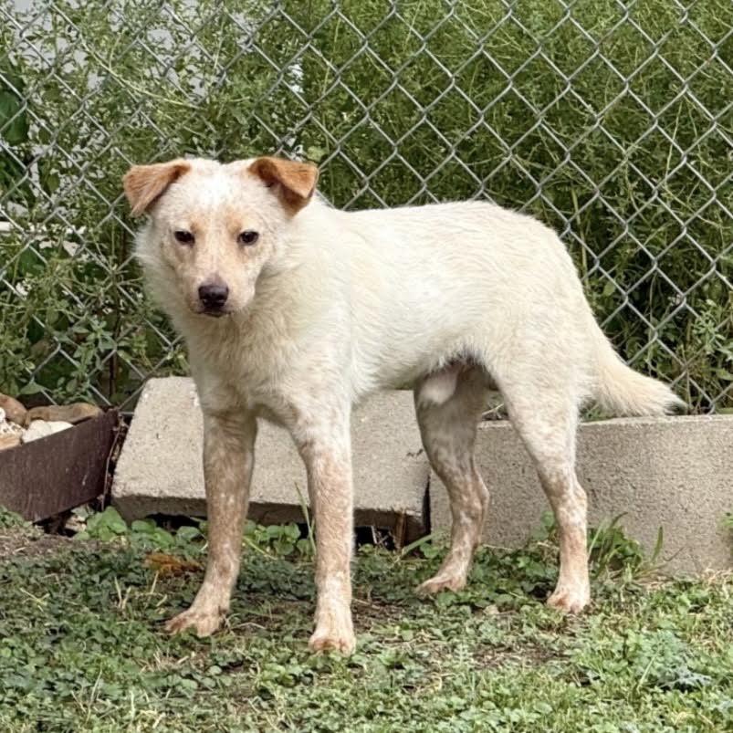 Enlarge Lucas, a ADOPTABLE mixed breed in Boulder, CO image 3/3