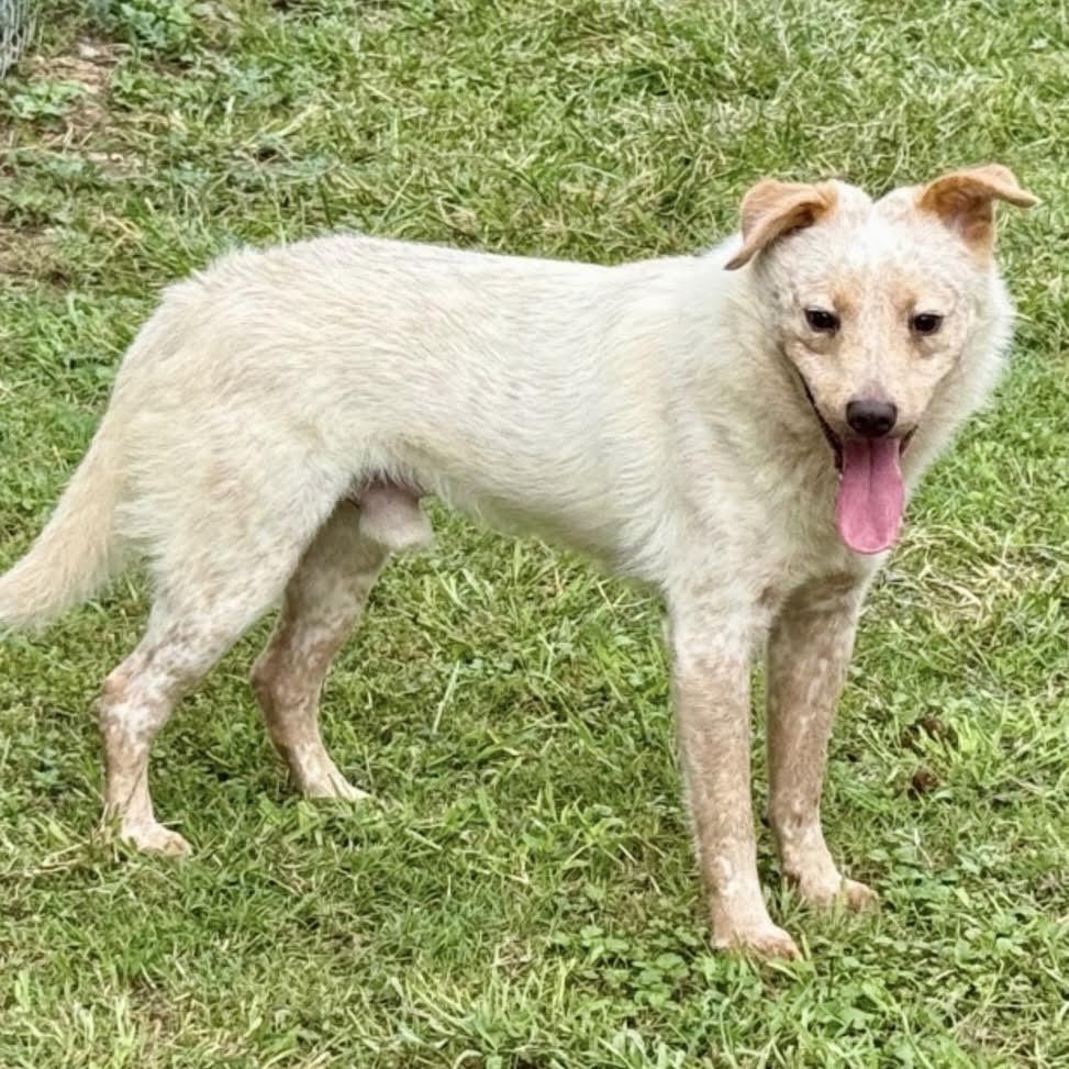 Enlarge Lucas, a ADOPTABLE mixed breed in Boulder, CO image 2/3