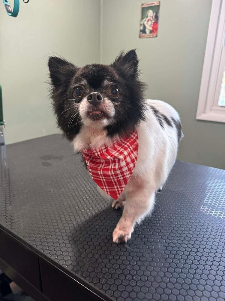 Enlarge Jake, a Adoptable Chihuahua in Elkhart , IN image 1/3