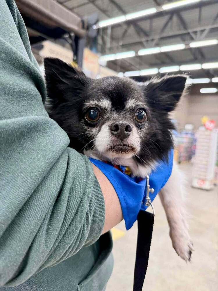 Enlarge Jake, a Adoptable Chihuahua in Elkhart , IN image 2/3