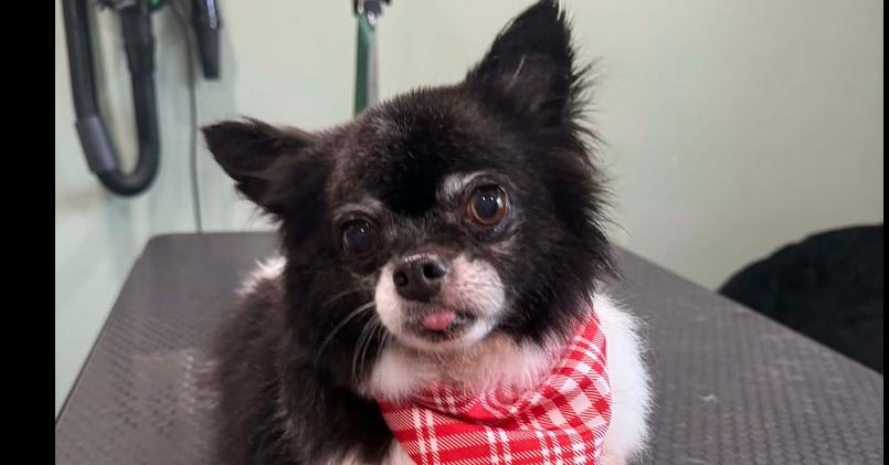 Enlarge Jake, a Adoptable Chihuahua in Elkhart , IN image 3/3