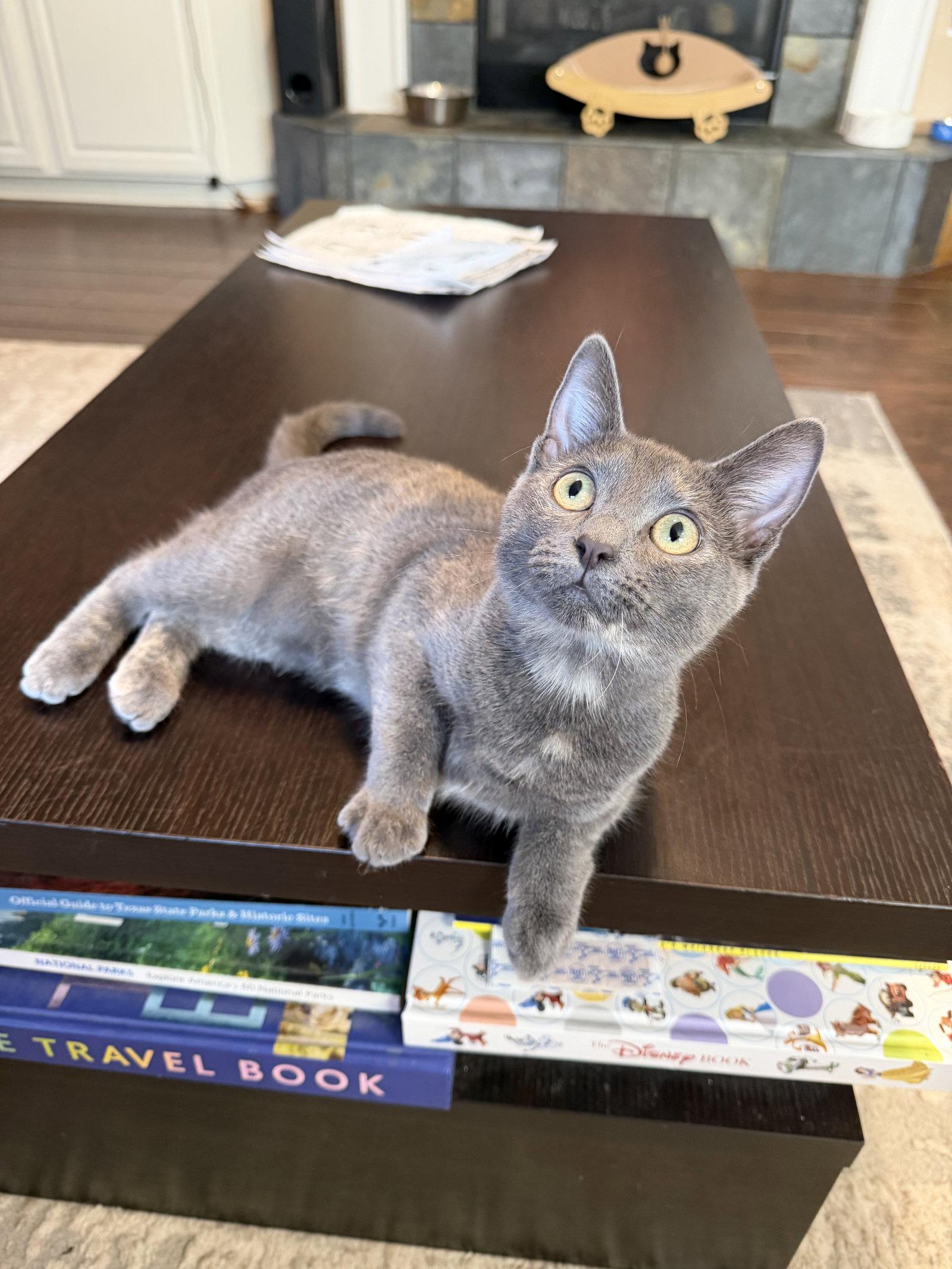 Enlarge Azure, a Adoptable mixed breed in Rosenberg, TX image 1/3