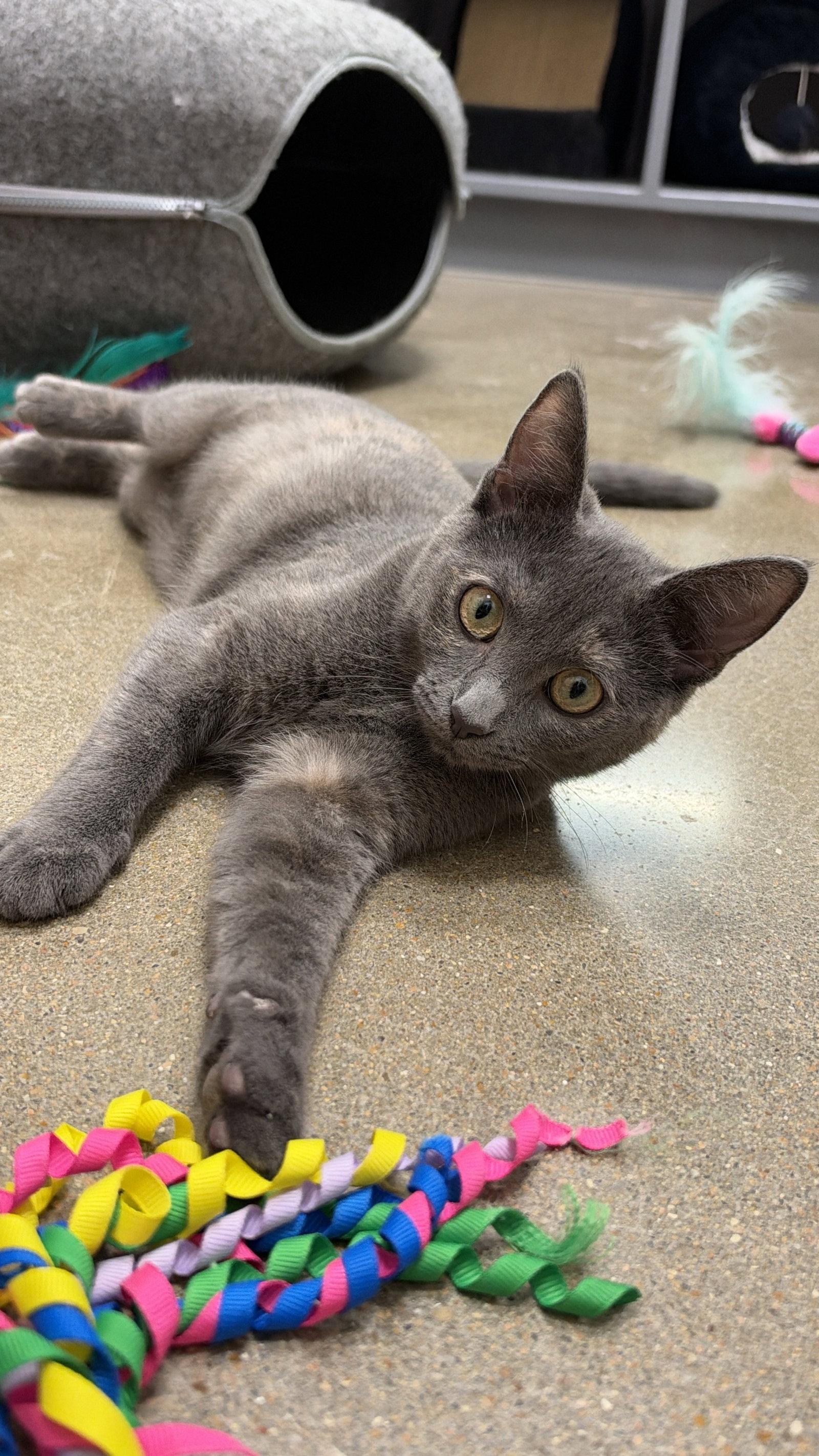 Enlarge Azure, a Adoptable mixed breed in Rosenberg, TX image 2/3