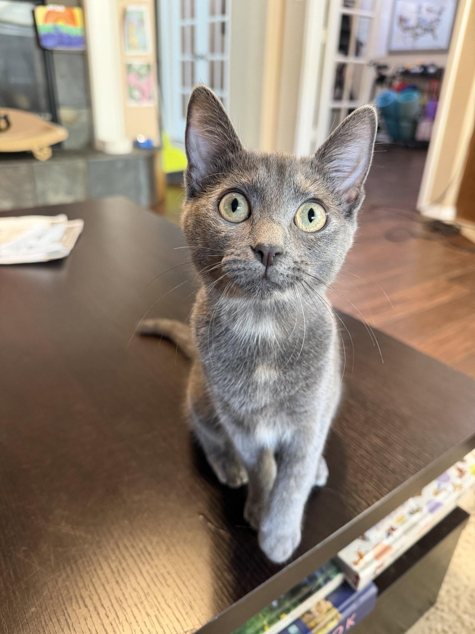 Enlarge Azure, a Adoptable mixed breed in Rosenberg, TX image 3/3