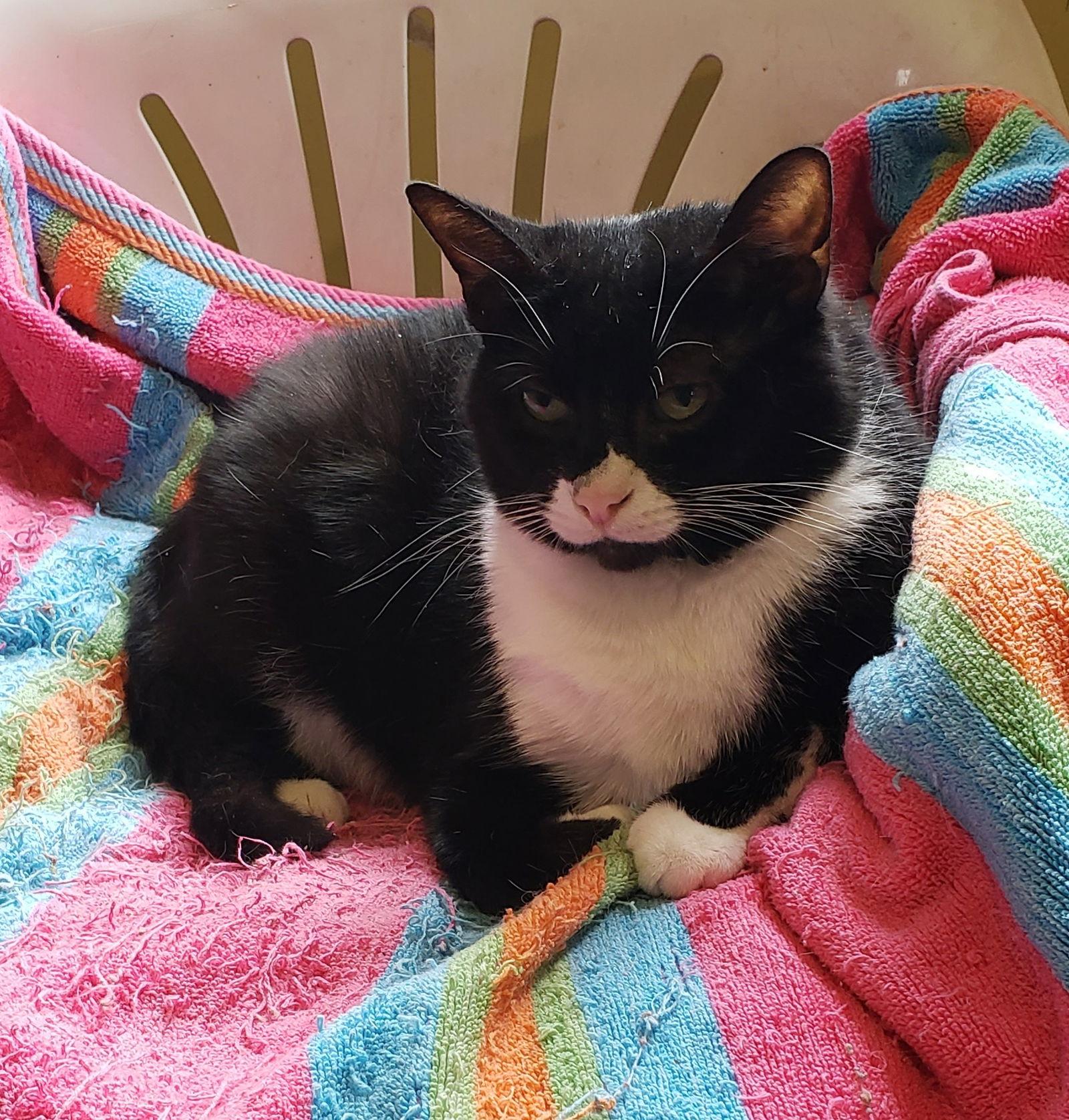 Enlarge Sophia, a Adoptable Tuxedo in Westminster, MD image 1/3