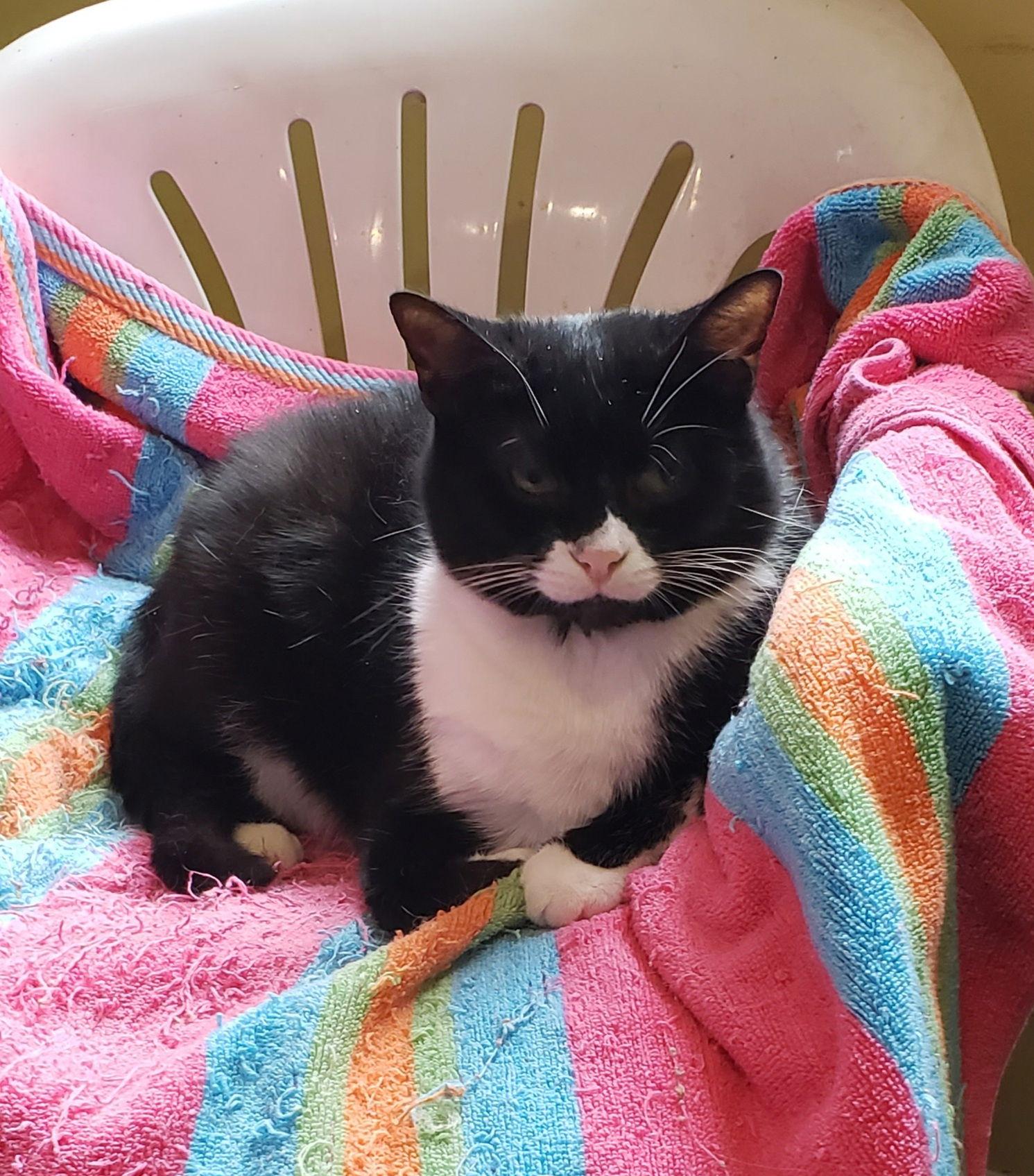 Sophia, Adoptable, Young Female Tuxedo.