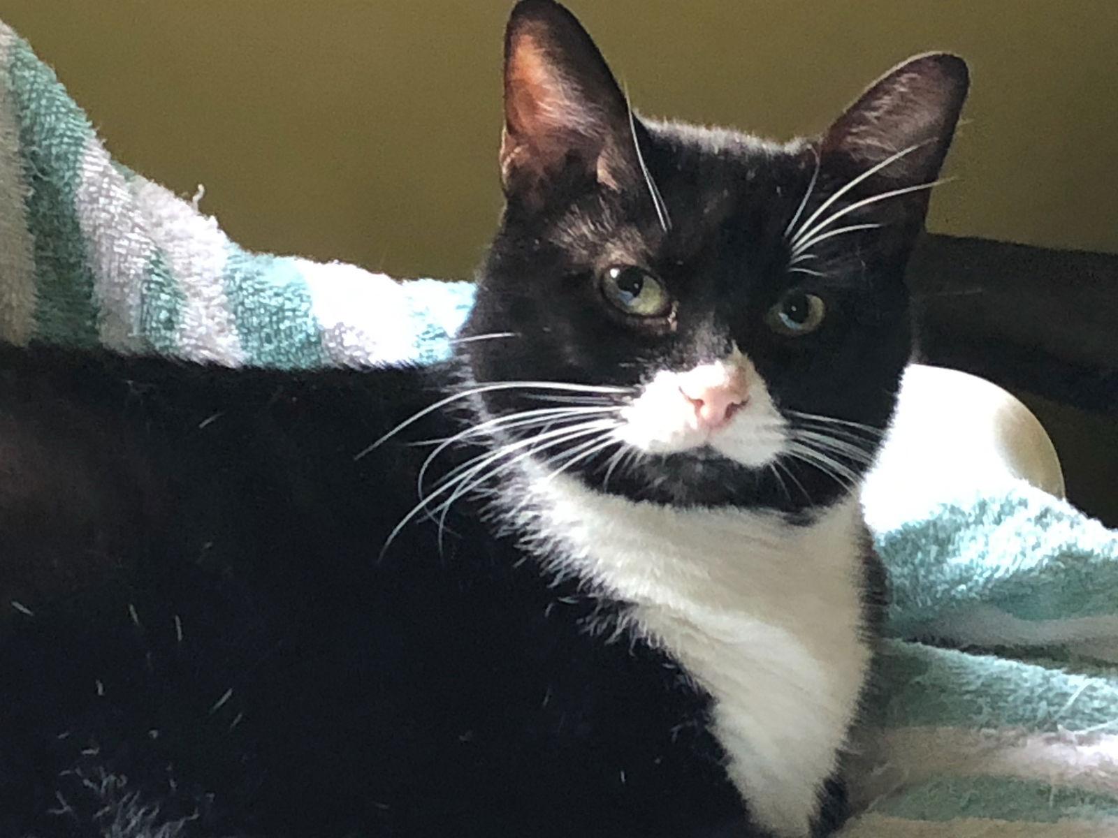 Sophia, a Adoptable Tuxedo in Westminster, MD image 2/6