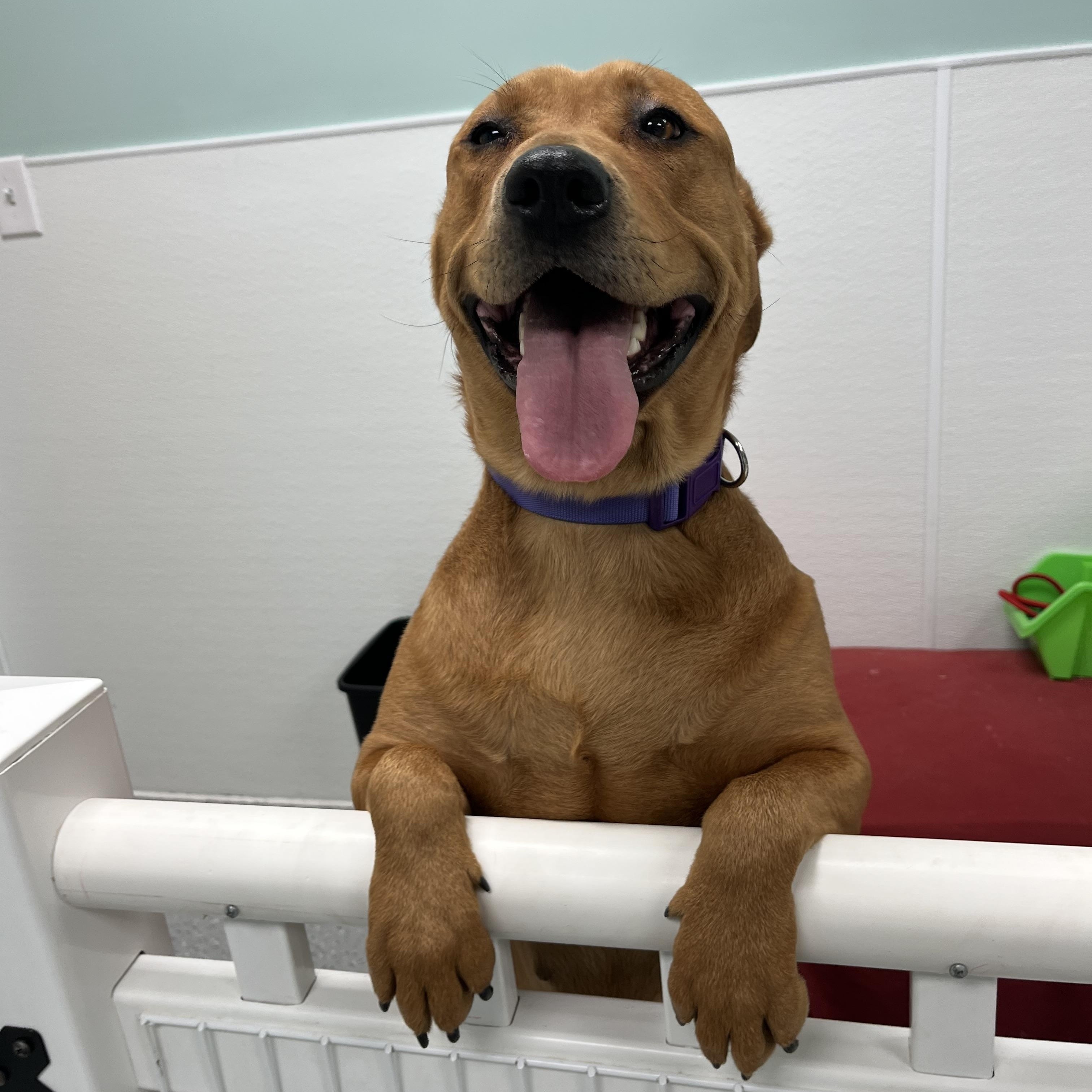 Jovi, an adoptable Labrador Retriever, Rottweiler in Valley Center, KS, 67147 | Photo Image 4