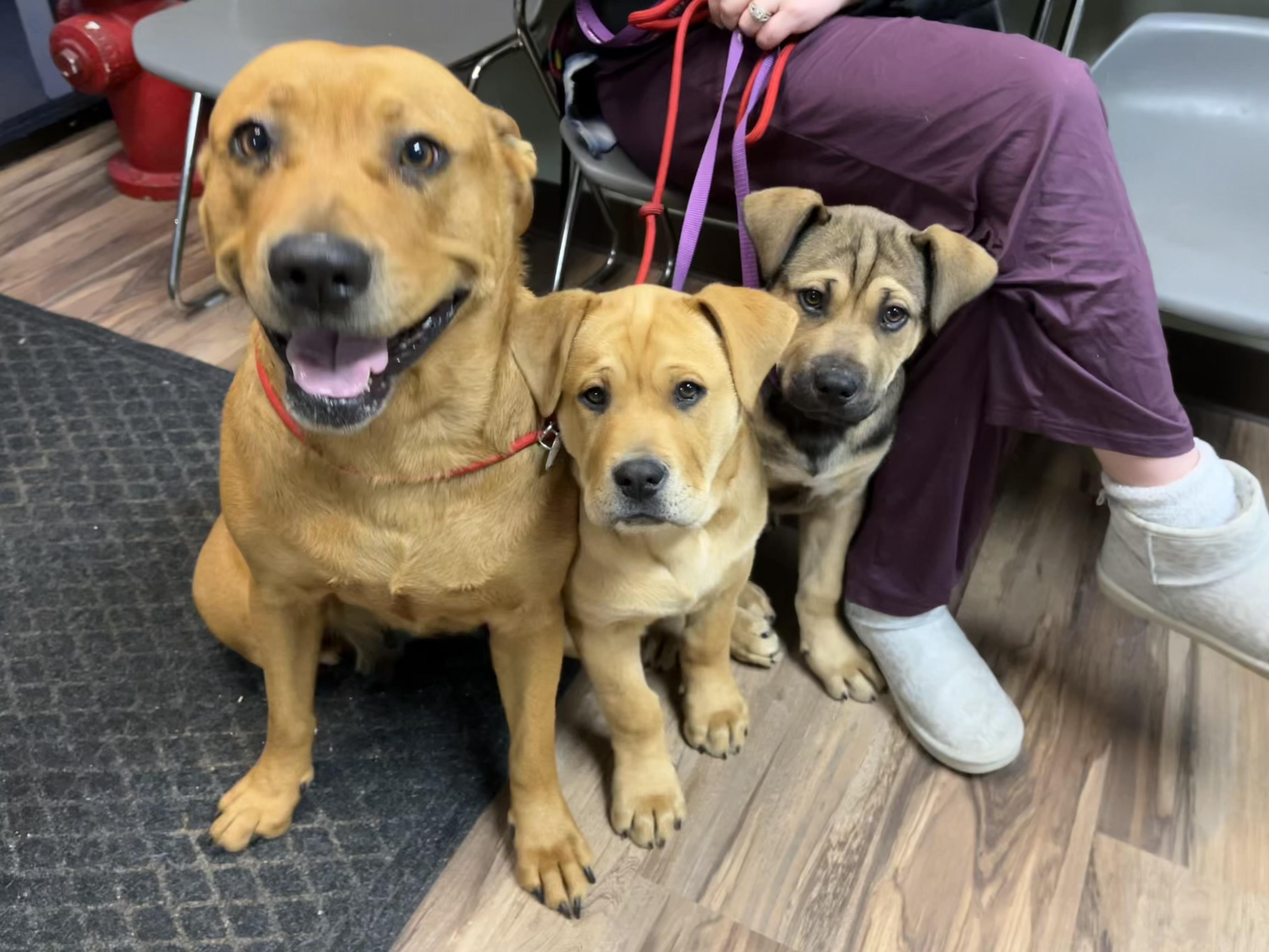 Jovi, an adoptable Labrador Retriever, Rottweiler in Valley Center, KS, 67147 | Photo Image 5