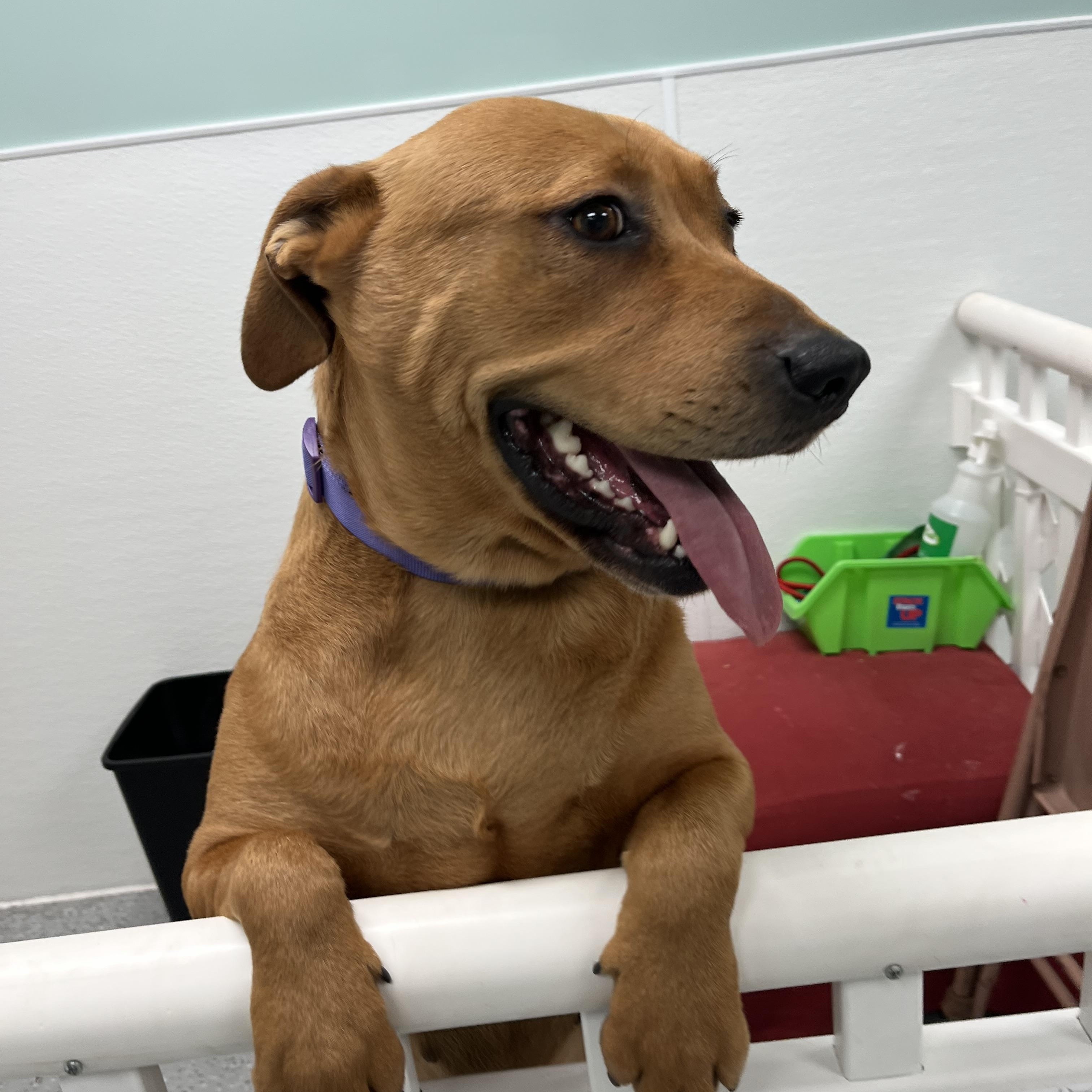 Jovi, an adoptable Labrador Retriever, Rottweiler in Valley Center, KS, 67147 | Photo Image 6