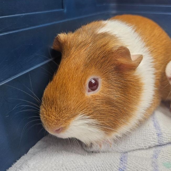 Luna & Rita, ADOPTABLE, Young Female Guinea Pig.