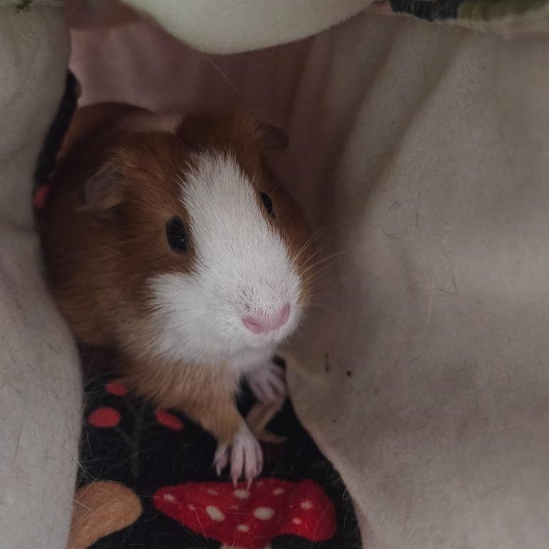 Luna & Rita, a ADOPTABLE Guinea Pig in Medfield, MA image 2/2