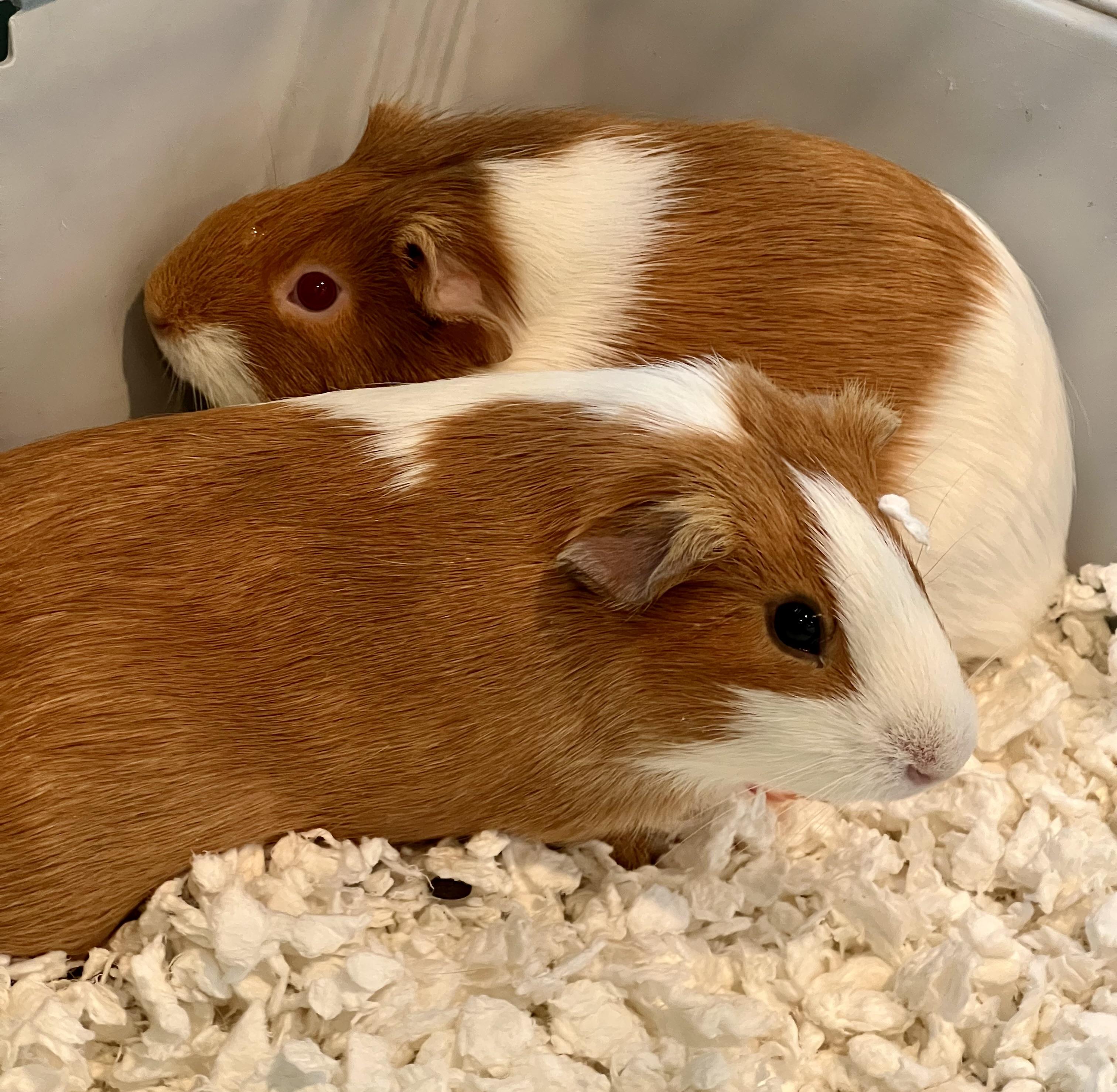 Luna & Rita, ADOPTABLE, Young Female Guinea Pig.