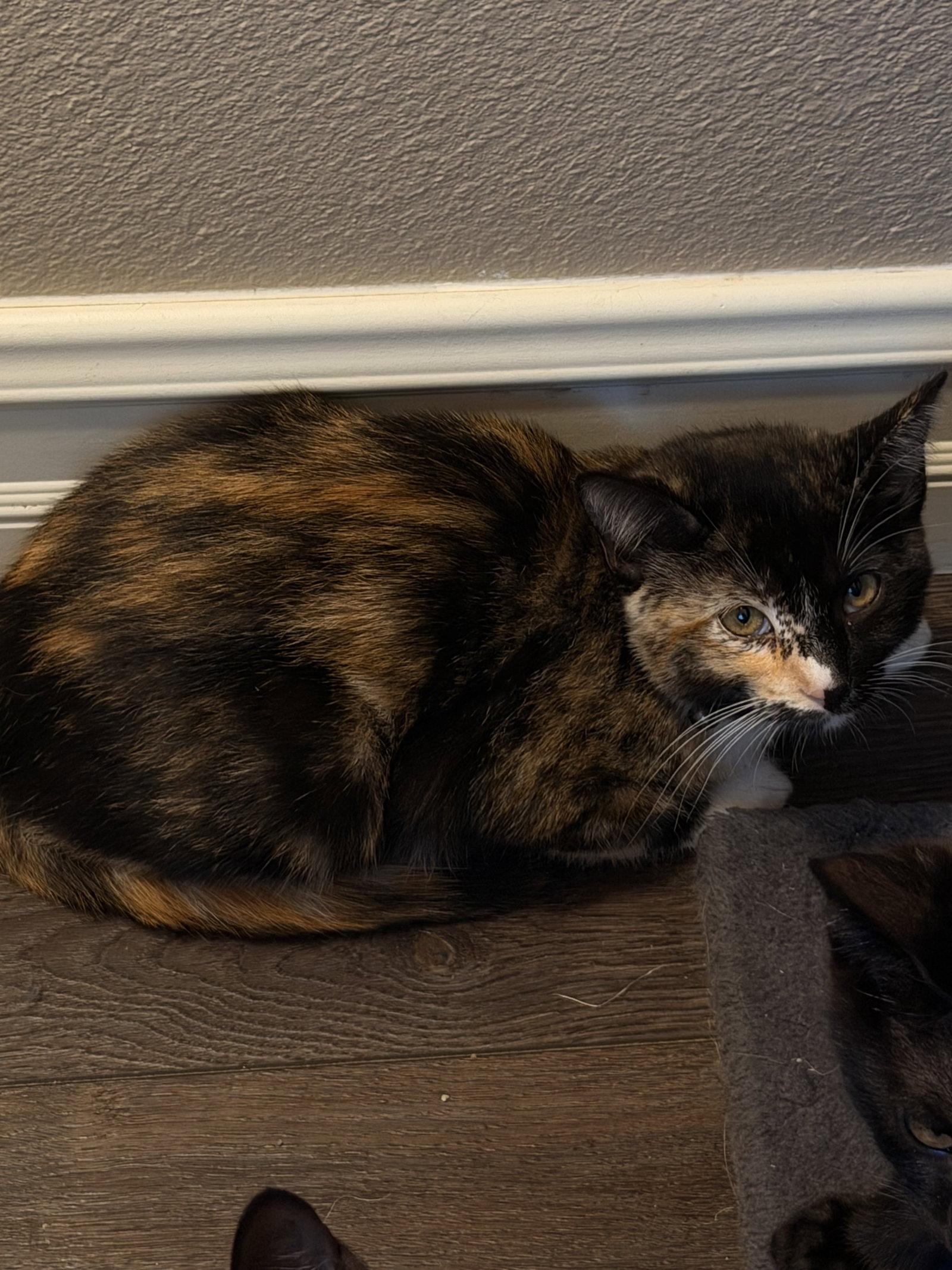 Enlarge Twinkie, a Adoptable Domestic Short Hair in Mission Viejo, CA image 2/3
