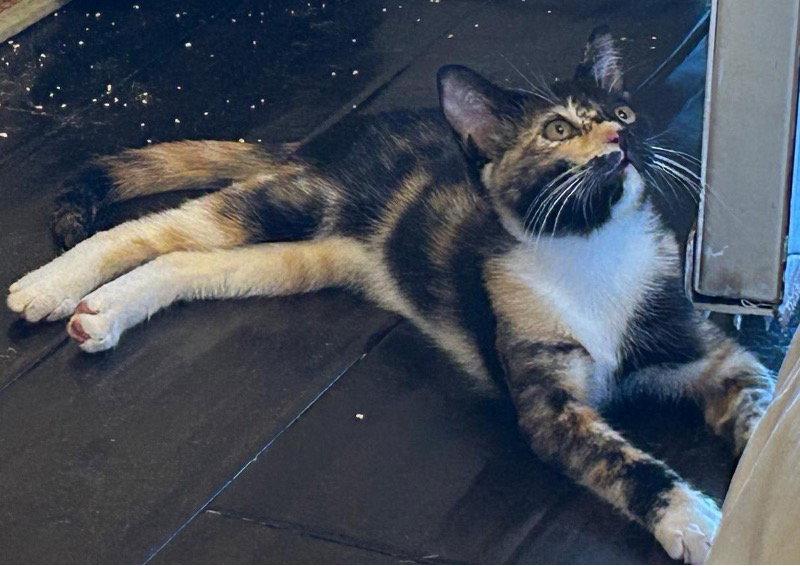 Enlarge Twinkie, a Adoptable Domestic Short Hair in Mission Viejo, CA image 3/3